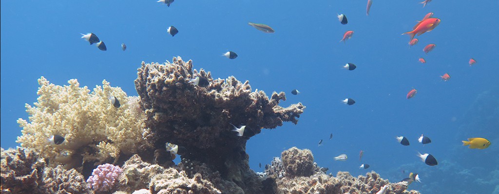 FlipFlopGlobetrotters.com - beautiful underwater landscape in Dahab Egypt scuba diving