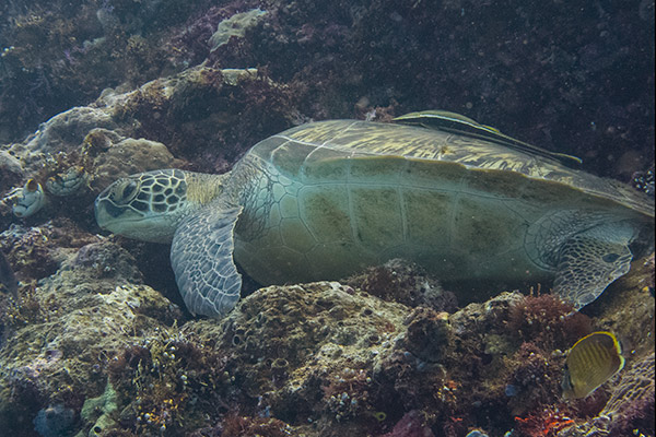 At least three turtles on every dive