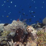 Diving on Bunaken Diving on Bunaken