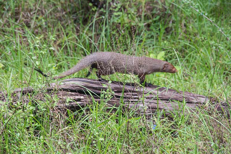 FlipFlopGlobetrotters.com - Sri Lanka - Wilpattu National Park - Mongoose