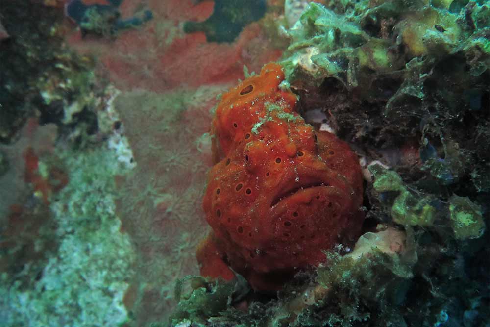 Diving in Dauin - Right at the end of the dive we saw this painted frogfish
