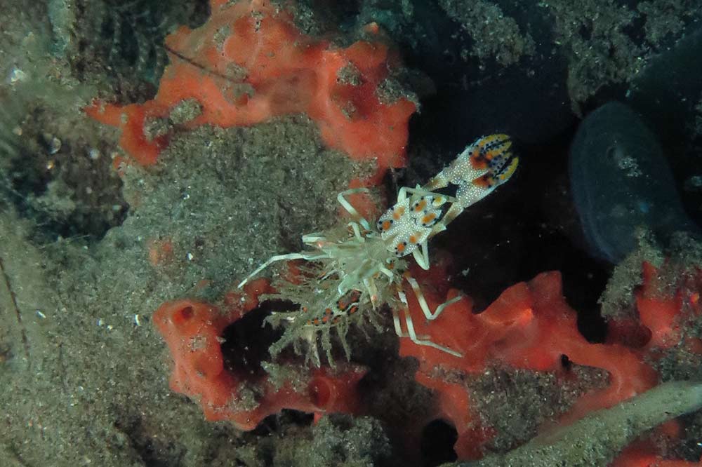Diving in Dauin - I'm not sure what this is, a shrimp? Haven't been able to identify it...