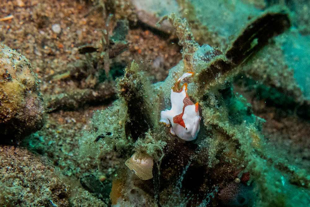 Diving in Dauin - Tiny clown frogfish, only about 2cm big. So cute!