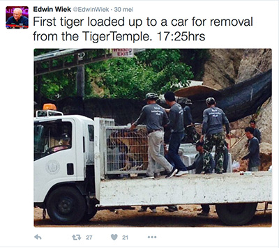 FlpFlopGlobetrotters - first tiger loaded on truck for removal from Thai Tiger Temple