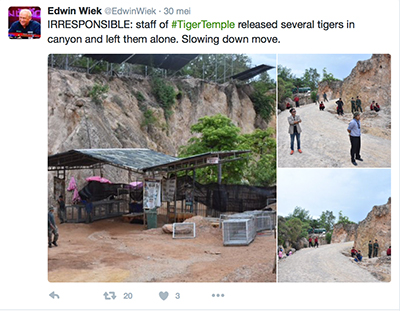 FlpFlopGlobetrotters - irresponsible Thai Tiger Temple staff slowing down move by releasing tigers