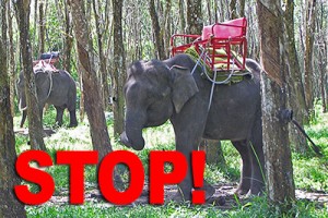 FlipFlopGlobetrotters.com - Tripadvisor stops selling tickets for animal shows