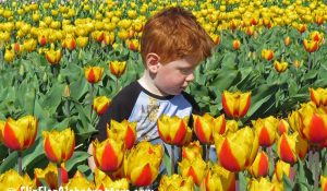 FlipFlopGlobetrotters.com - Blog: visiting the tulip fields in Holland