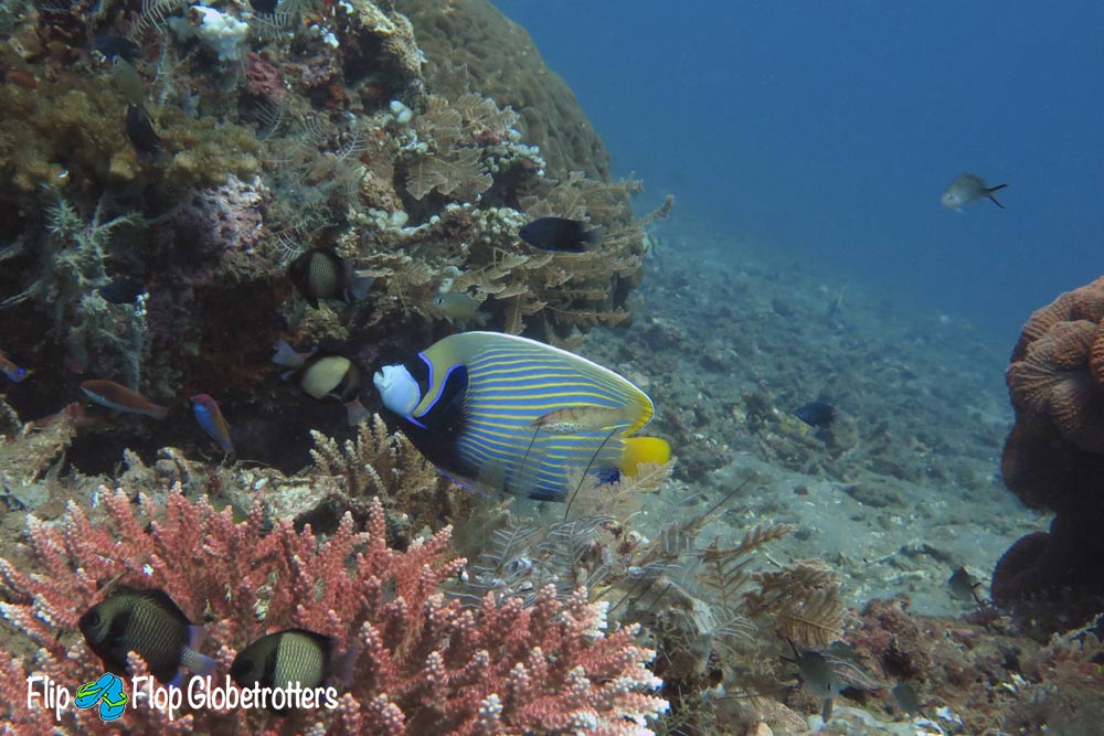 FlipFlopGlobetrotters.com - Blog: Can you go on a diving holiday with kids?