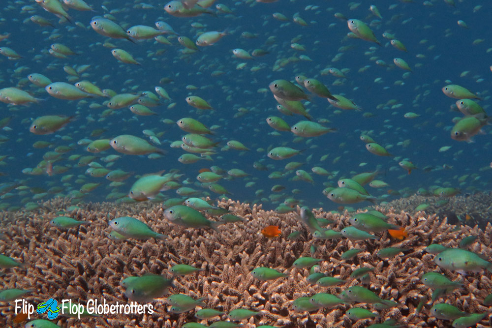 FlipFlopGlobetrotters.com - Blog: Can you go on a diving holiday with kids?