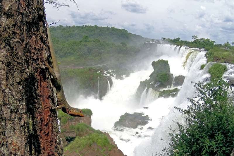 FlipFlopGlobetrotters - Best of Central and South America with kids - Iguazu Falls Argentina with kids