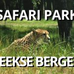 Beekse Bergen - on safari in The Netherlands