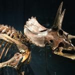 Review: Naturalis natural history museum