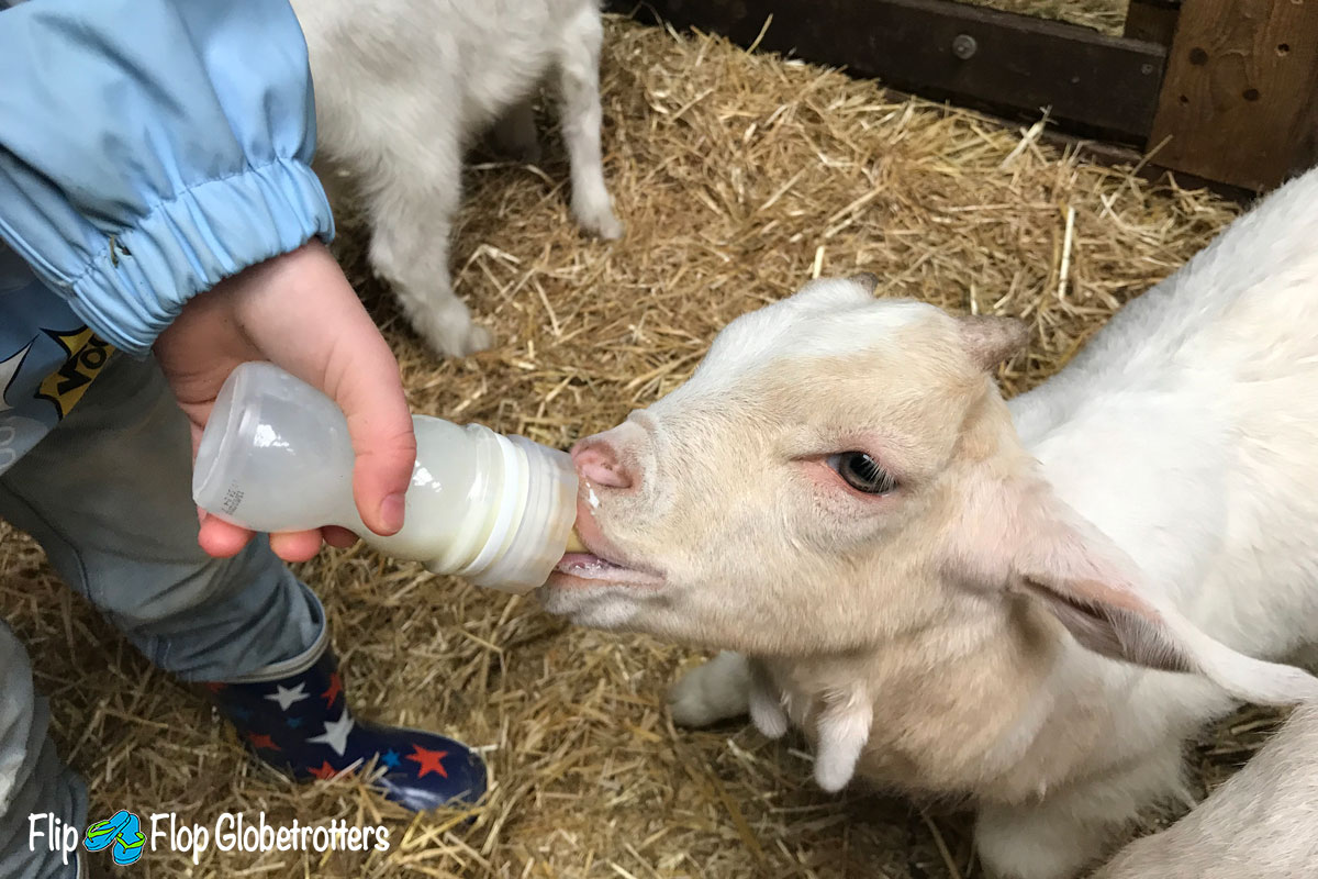 free things to do in Haarlem with kids - goat farm Ridammerhoeve