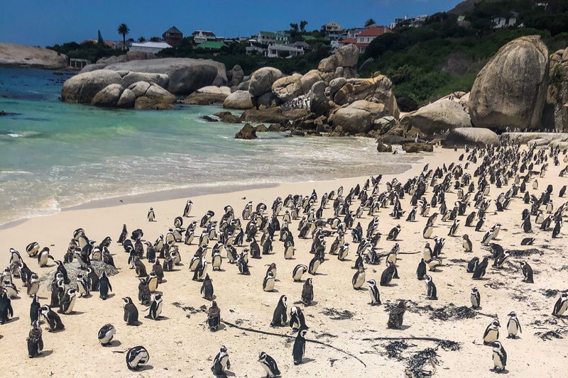 penguins South Africa
